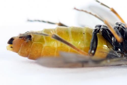 Réf. 223 110 : Dolerus aericeps